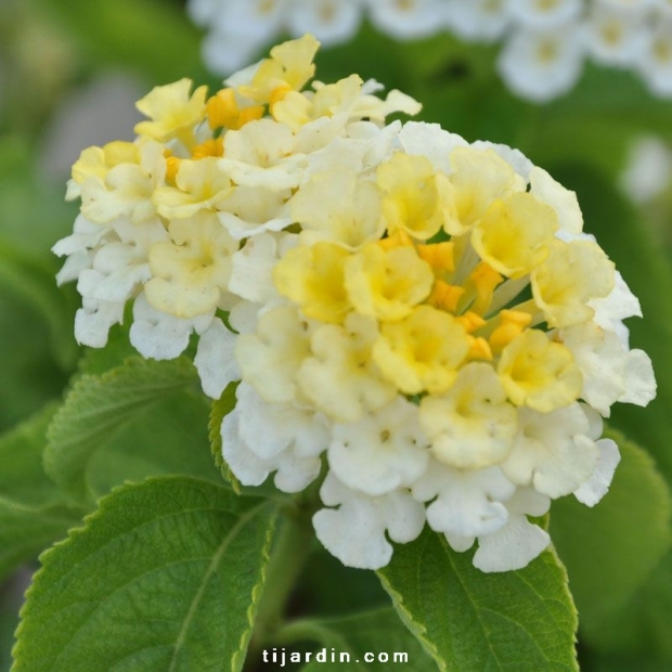 Lantana camara 'Simon Lemon'