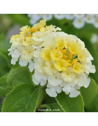 Lantana camara 'Simon Lemon'