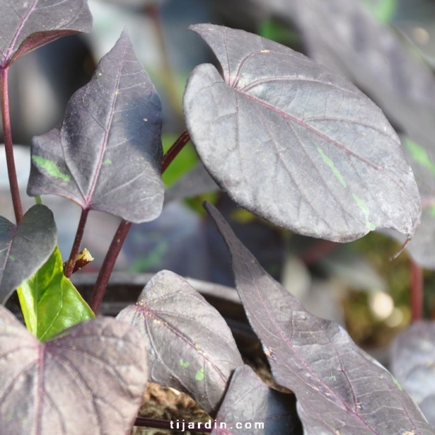 Ipomoea batatas 'Black Heart' Ipomoea batatas 'Black Heart'