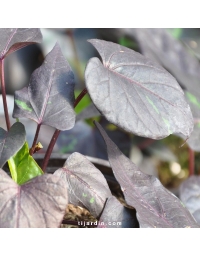 Ipomoea batatas 'Purple Heart'