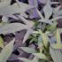 Ipomoea batatas 'Deep Purple'