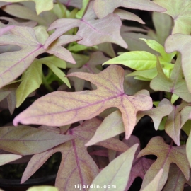 Ipomoea batatas 'Bronze'