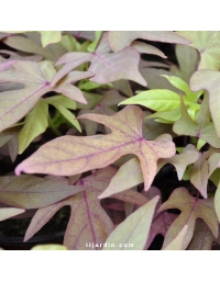 Ipomoea batatas 'Bronze'