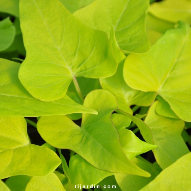 Ipomoea batatas 'Margarita'