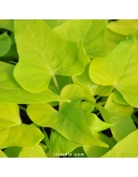 Ipomoea batatas 'Light Green Heart'