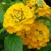 Lantana camara 'Star Fruit'