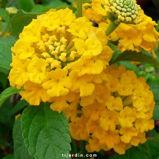 Lantana camara 'Star Fruit'