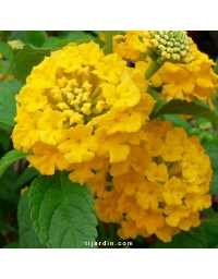 Lantana camara 'Star Fruit'