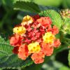 Lantana camara 'Bandana Cherry Amélioré'