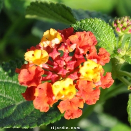 Lantana camara 'Bandana Cherry Amélioré'