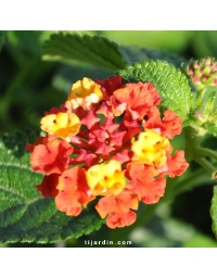 Lantana camara 'Bandana Cherry Amélioré'