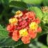 Lantana camara 'Bandana Cherry Amélioré'
