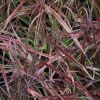 Cenchrus advena 'Fireworks' Pennisetum setaceum