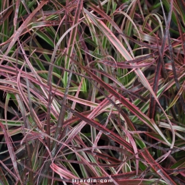 Cenchrus advena 'Fireworks' Pennisetum setaceum