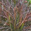 Cenchrus advena 'Rubrum' Pennisetum setaceum