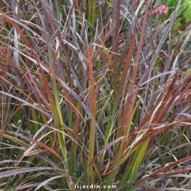 Cenchrus advena 'Rubrum' Pennisetum setaceum