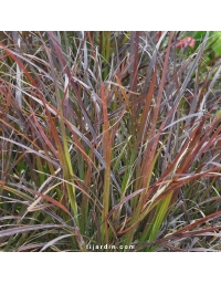 Cenchrus advena 'Rubrum' Pennisetum setaceum