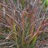 Pennisetum setaceum 'Rubrum'