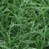 Cenchrus advena 'Skyrocket' Pennisetum setaceum