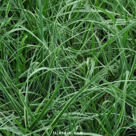 Cenchrus advena 'Skyrocket' Pennisetum setaceum