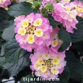 Lantana camara 'Lucky Lavender'