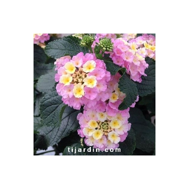 Lantana camara 'Lucky Lavender'