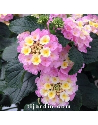 Lantana camara 'Lucky Lavender'