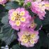 Lantana camara 'Lucky Lavender'