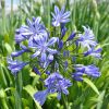 Agapanthus 'Moonlight Star'