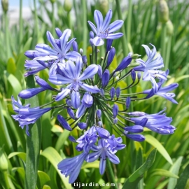 Agapanthus 'Moonlight Star'