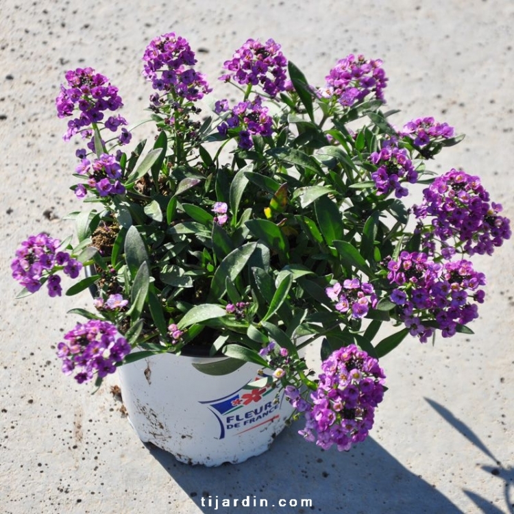 Alysse odorante : Lobularia maritima blanc-rose-mauve achat - Tijardin