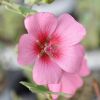 Anisodontea 'El Rayo'