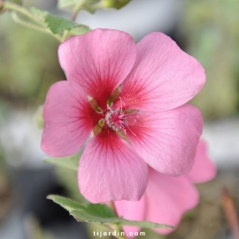 Anisodontea 'El Rayo'