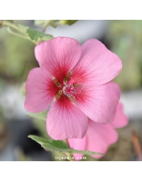 Anisodontea 'El Rayo'