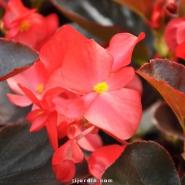 Begonia x 'Big' feuillage bronze