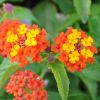 Lantana camara 'Lucky Red Flame'