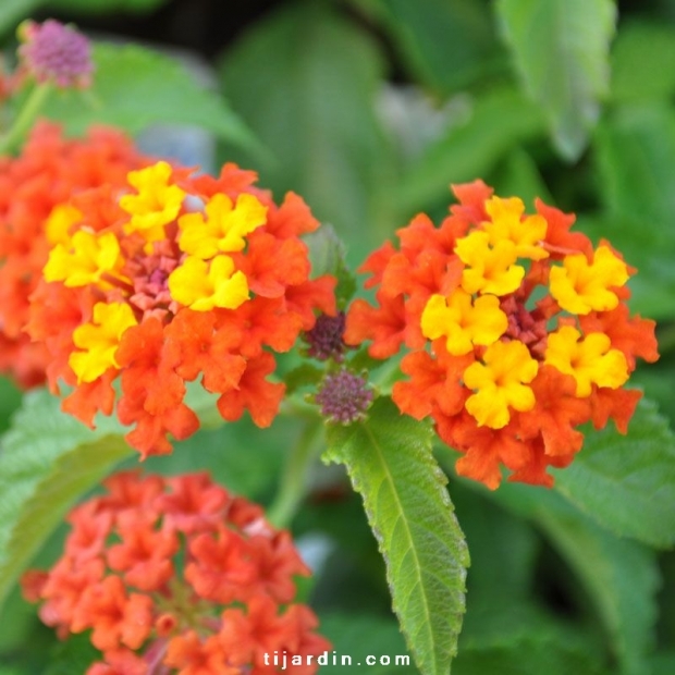 Lantana camara 'Lucky Red Flame'