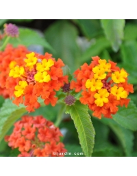 Lantana camara 'Lucky Red Flame'