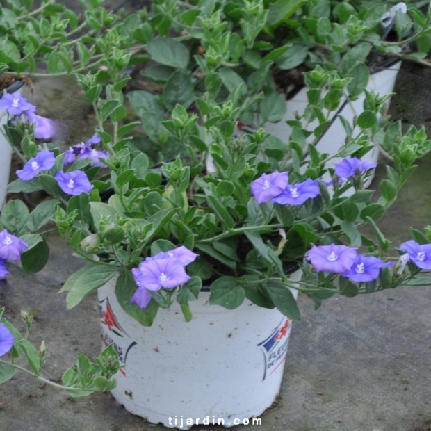 Convolvulus hybride 'Blue Cascade' Convolvulus hybride 'Blue Cascade'