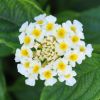 Lantana camara 'Lucky White'