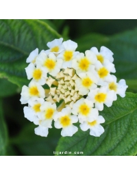 Lantana camara 'Lucky White'