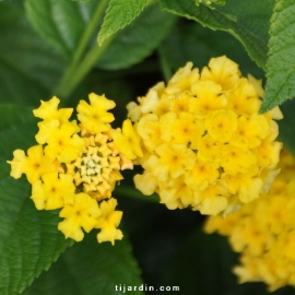 Lantana camara 'Lucky Yellow'