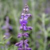 Perovskia atriplicifolia 'Blue Spire'