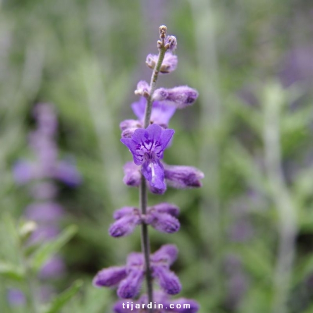 Perovskia atriplicifolia 'Blue Spire'