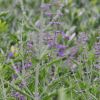 Perovskia atriplicifolia 'Blue Spire'