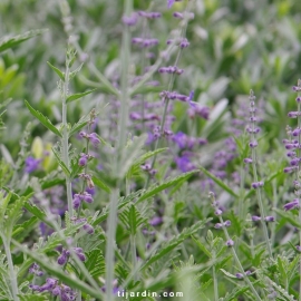 Perovskia atriplicifolia 'Blue Spire'