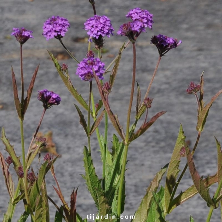 Verveine rugueuse (Verbena venosa), pour jardins secs : plantation,  entretien