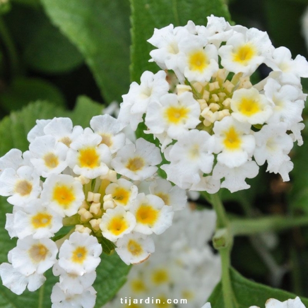 Lantana Camara 'Simon Weiss' : fleurs blanches à cœur jaune - Tijardin