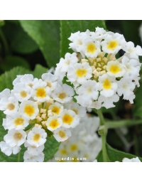 Lantana camara 'Simon Weiss'