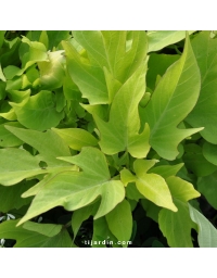 Ipomoea batatas 'Light Green Heart''